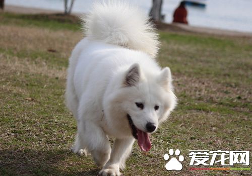 薩摩耶犬能長到多大 標准身高在53到61厘米