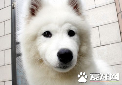 薩摩耶犬會掉毛嗎 薩摩耶掉毛並不是很嚴重