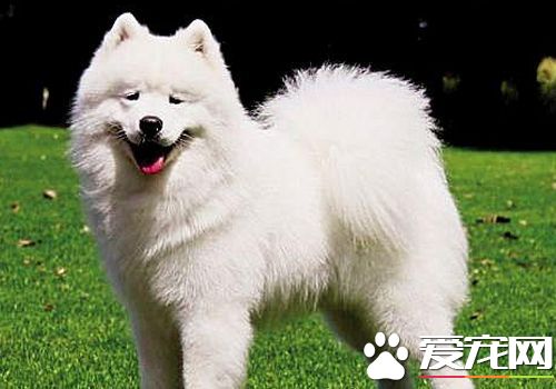 薩摩耶犬會掉毛嗎 薩摩耶掉毛並不是很嚴重