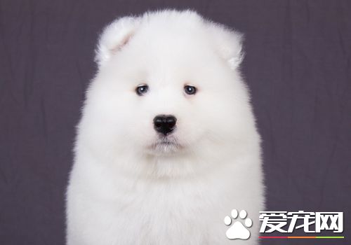 薩摩耶犬好不好養 薩摩耶幼犬時期並不好養