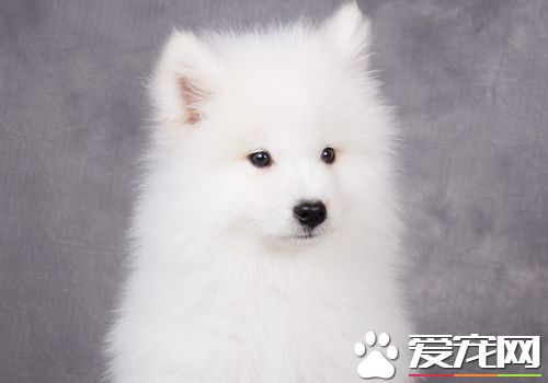 薩摩耶犬好不好養 薩摩耶幼犬時期並不好養