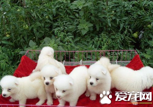 薩摩耶犬狗籠要多大 怎麼挑選狗狗的籠子