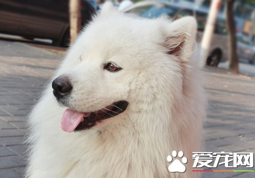 薩摩耶犬狗籠要多大 怎麼挑選狗狗的籠子