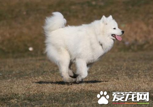 薩摩耶犬狗籠要多大 怎麼挑選狗狗的籠子
