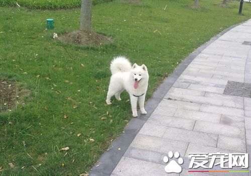 薩摩耶犬分幾種 薩摩耶只有英系和美系區分