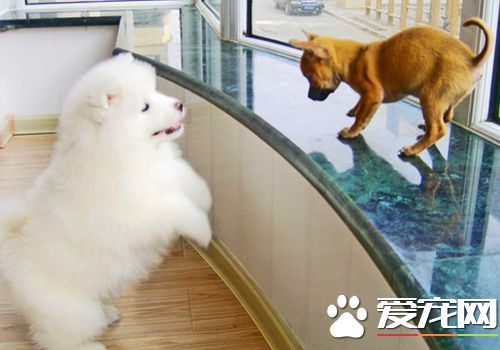 薩摩耶犬掉毛 薩摩耶掉毛需要怎麼解決