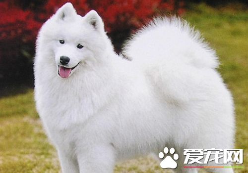 薩摩耶犬分幾種 薩摩耶只有英系和美系區分