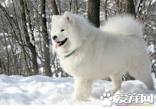 薩摩耶犬分幾種 薩摩耶只有英系和美系區分