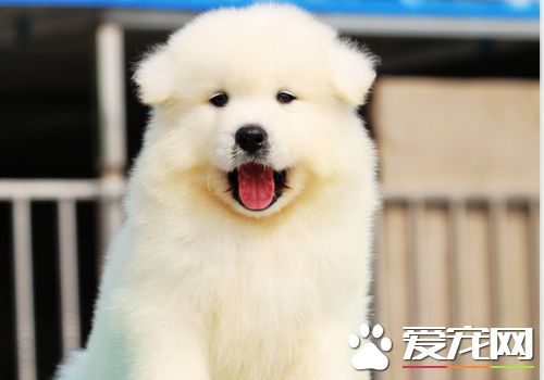 薩摩耶犬掉毛 薩摩耶掉毛需要怎麼解決