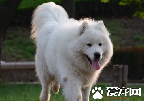 薩摩耶犬的習性 交往是薩摩耶犬天生的習性