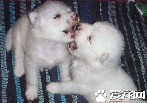 薩摩耶犬的習性 交往是薩摩耶犬天生的習性