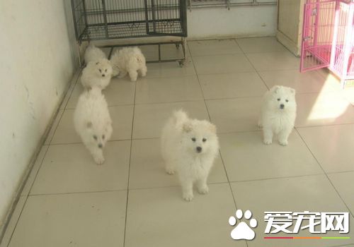 薩摩耶犬掉毛 薩摩耶掉毛需要怎麼解決
