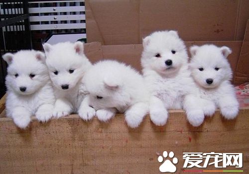 薩摩耶犬的習性 交往是薩摩耶犬天生的習性
