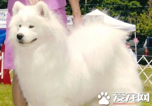 薩摩耶犬的特征 薩摩耶犬的聽覺很敏銳
