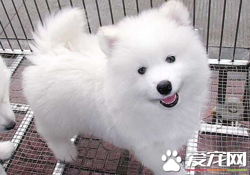 薩摩耶犬的特征 薩摩耶犬的聽覺很敏銳