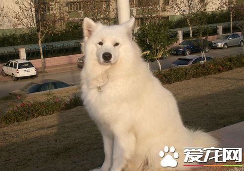 薩摩耶犬的特征 薩摩耶犬的聽覺很敏銳