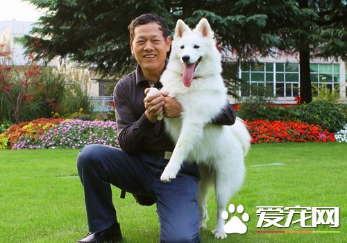 薩摩耶犬的生活習慣 對陌生的環境會感到緊張