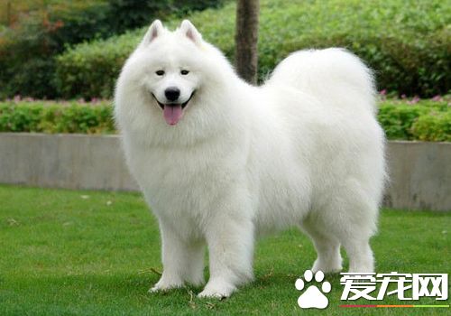 薩摩耶犬的生活習慣 對陌生的環境會感到緊張