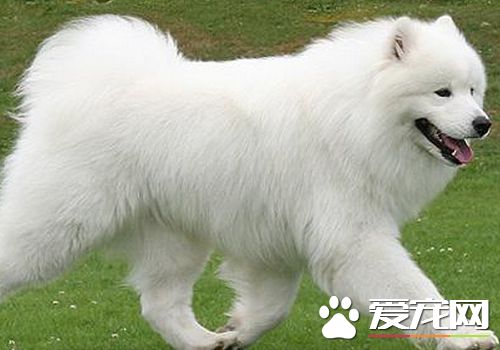 薩摩耶犬的生活習慣 對陌生的環境會感到緊張