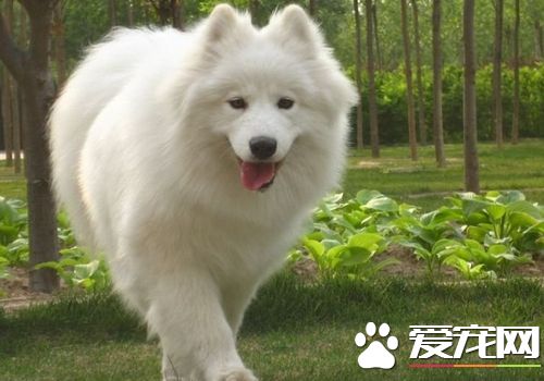 薩摩耶犬吃什麼 薩摩耶喜歡狗糧和罐頭