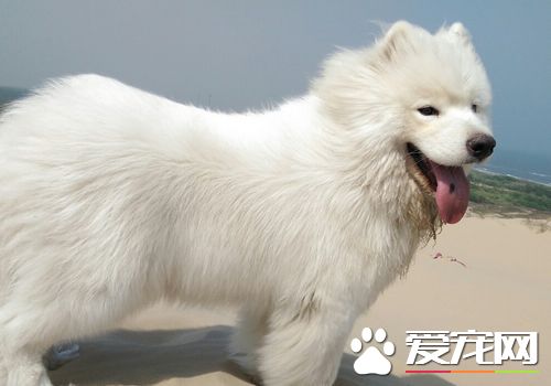 薩摩耶犬吃什麼 薩摩耶喜歡狗糧和罐頭