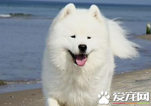 薩摩耶犬吃什麼 薩摩耶喜歡狗糧和罐頭