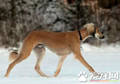 薩路基獵犬性格 性格溫和對主人服從性好