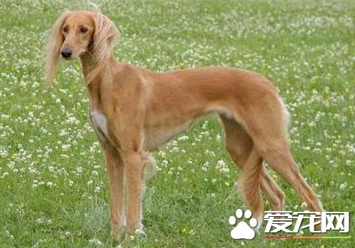 薩路基犬的特長 薩路基犬具有優秀的狩獵能力