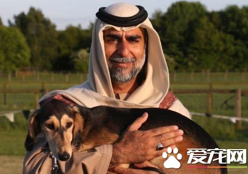 薩路基獵犬性格 性格溫和對主人服從性好