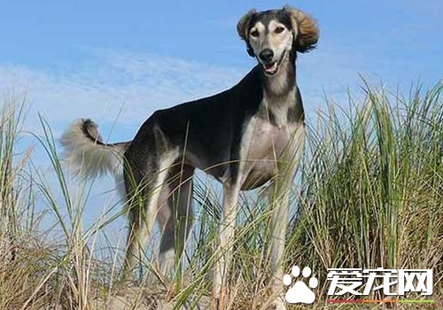 薩路基獵犬看家能力 薩路基犬看家能力一般