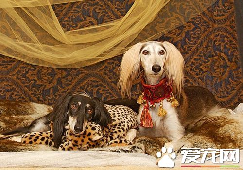 薩路基獵犬掉毛程度 薩路基掉毛的機率很少