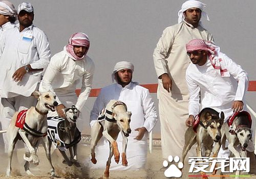 薩路基獵犬掉毛程度 薩路基掉毛的機率很少
