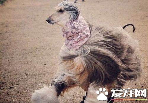 薩路基獵犬掉毛程度 薩路基掉毛的機率很少