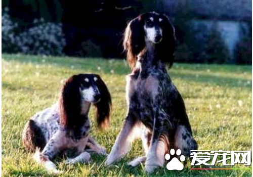 薩路基獵犬的智商 薩路基獵犬聰明伶俐