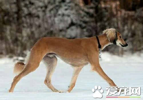 薩路基獵犬的智商 薩路基獵犬聰明伶俐
