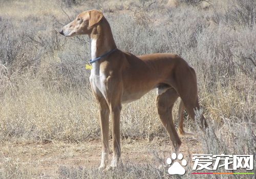 薩路基獵犬出生地 薩路基犬原產中東地區伊朗