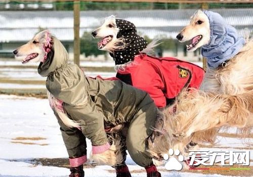 薩路基獵犬出生地 薩路基犬原產中東地區伊朗