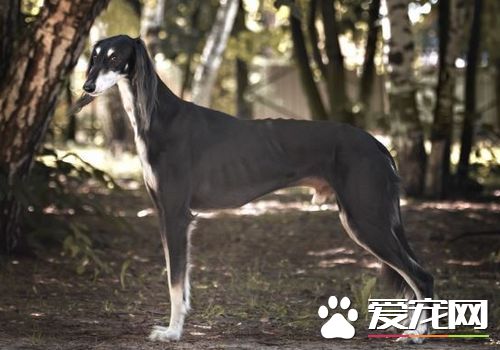 薩路基和惠比特哪個好 都是很不錯的寵物犬
