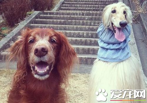 薩路基和惠比特哪個好 都是很不錯的寵物犬