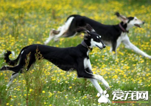 薩路基和惠比特哪個好 都是很不錯的寵物犬
