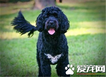 葡萄牙水犬不掉毛嗎 到換毛季節還是會掉毛的