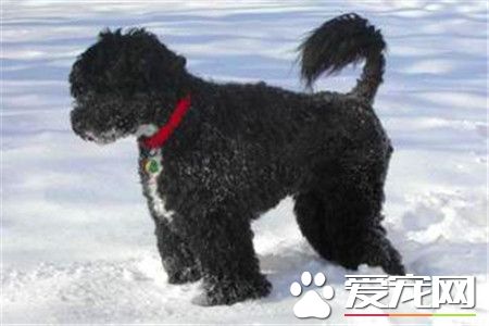葡萄牙水犬不掉毛嗎 到換毛季節還是會掉毛的
