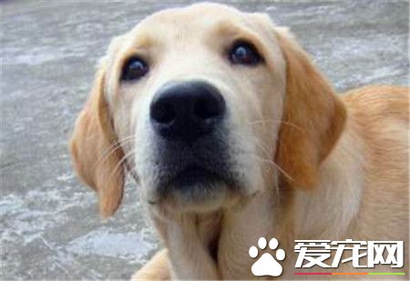平毛尋回犬怎麼樣 是一種非常聰明的狩獵犬