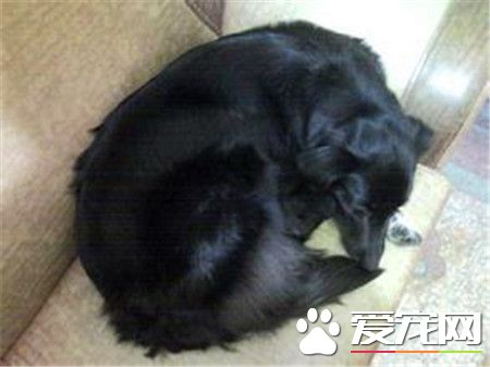 平毛尋回犬智商 犬類智商排在十八位