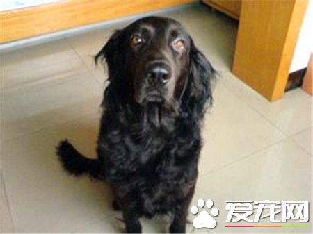 平毛尋回犬怎麼樣 是一種非常聰明的狩獵犬
