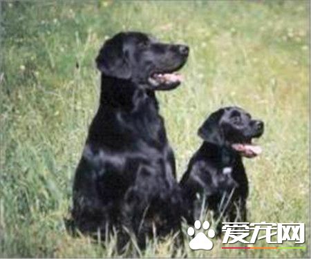 平毛尋回犬與金毛犬的區別 尋回犬側面輪廓平滑