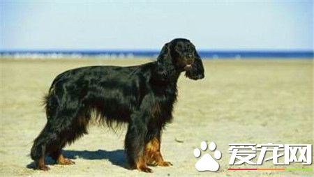平毛尋回犬怎麼樣 是一種非常聰明的狩獵犬