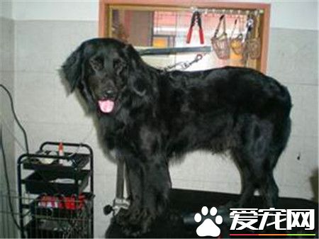 平毛尋回犬與金毛犬的區別 尋回犬側面輪廓平滑