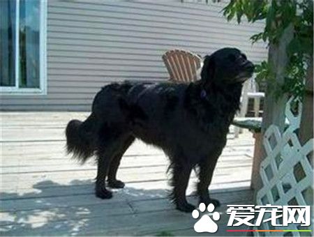 平毛尋回犬有金色的嗎 沒有金色的平毛尋回犬