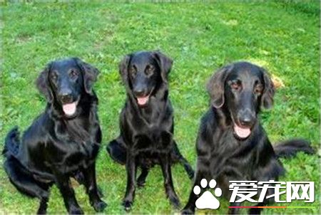 平毛尋回犬有金色的嗎 沒有金色的平毛尋回犬